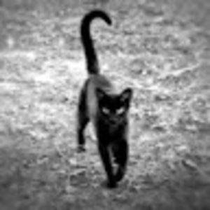 Meet your Posher, Bast